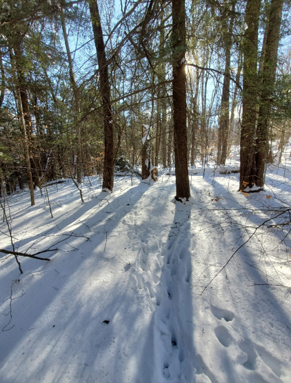 Deer trail in fresh snow under hemlock trees.