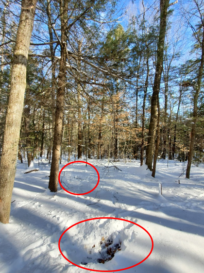 Deer beds in the snow under hemlock trees.