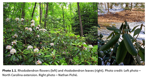 Rhododendron