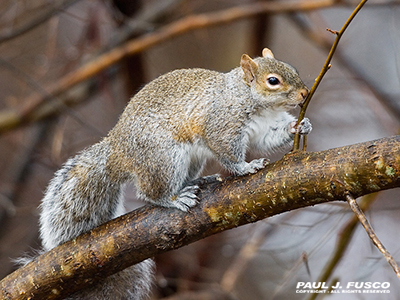 Gray squirrel