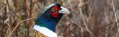Pheasant closeup