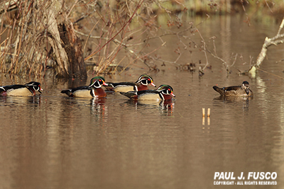 Wood ducks