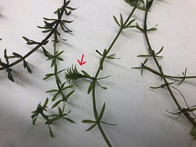 Identification characteristics of the aquatic invasive plant, hydrilla.