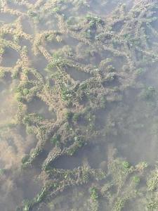 Hydrilla, an aquatic invasive plant.