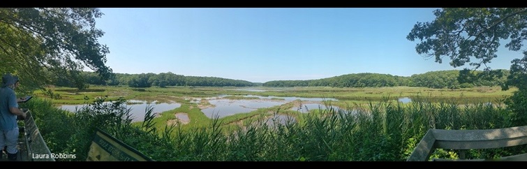 marsh with grasses and water.