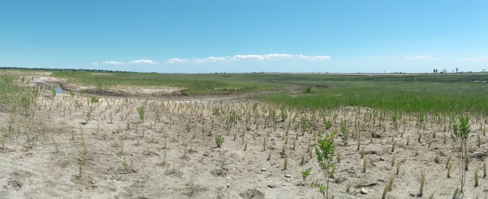 Dry marsh with newly planted grass plugs and mature grass and river in distance.
