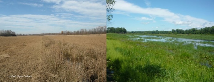 side by side photos of field of dried grasses and restored marsh with green grasses and water.
