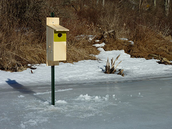 Wood duck box