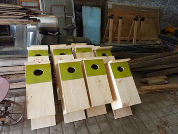 Several newly-constructed wood duck nest boxes.