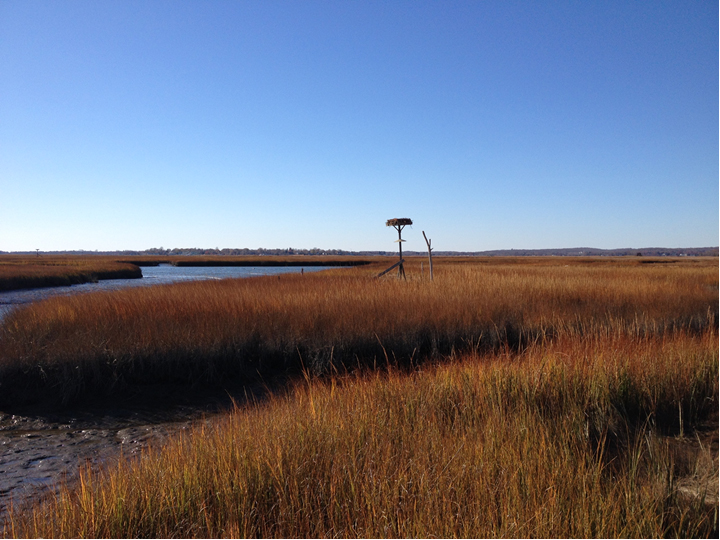 The salt marsh, creeks, and tidal flats at the Great Island Wildlife Management Area in the lower Connecticut River. 