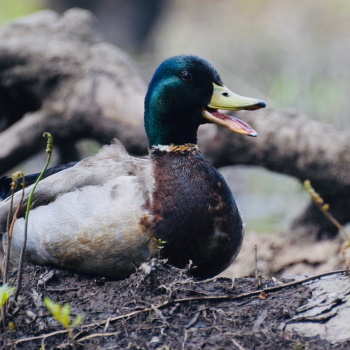 Mallard picture