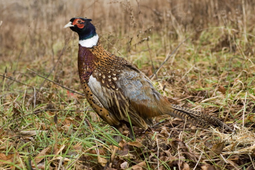 Pheasant picture