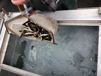 Picture of walleye in a net