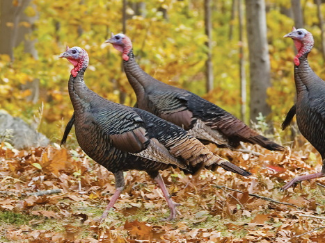 wild turkey pictures