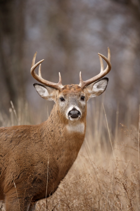 Photo of a white-tailed deer 