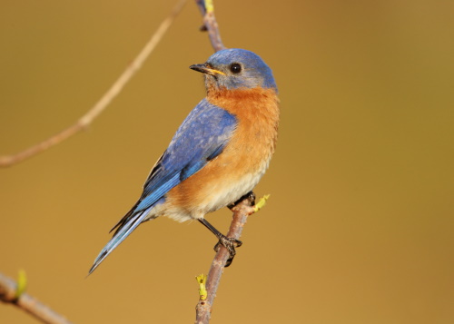 Picture of a bluebird