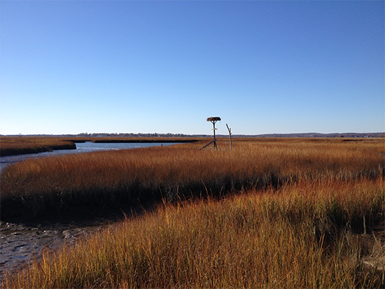 Great Island WMA