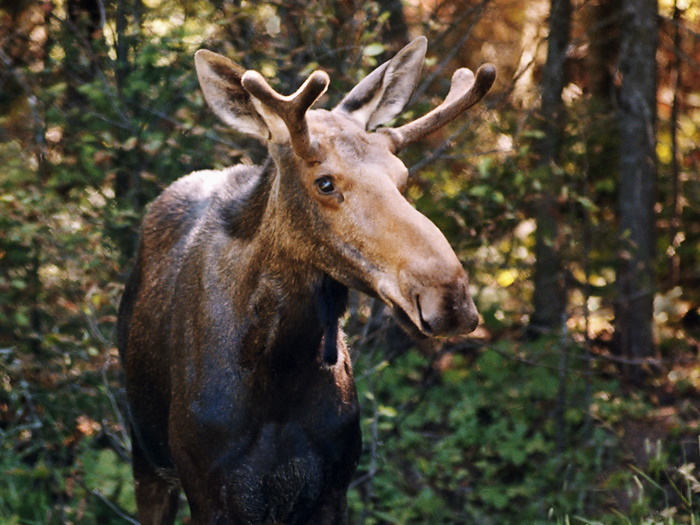 picture of moose in woods