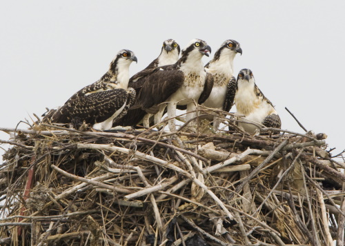 Picture of a group of osprey in perch