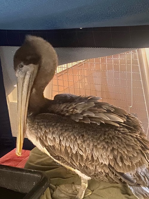 as the pelican has been rehabilitating over the last few days