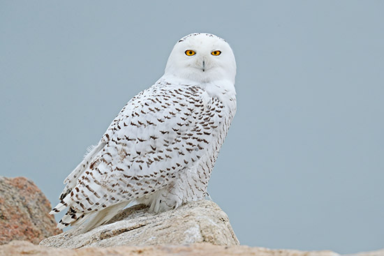 Snowy Owl 