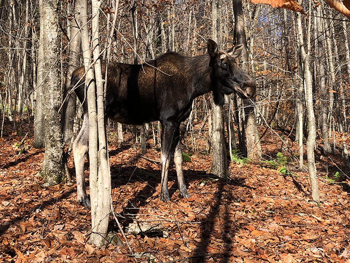 Image of moose in forest