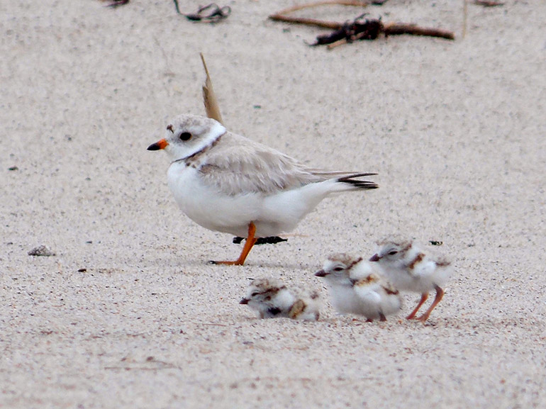 Piping Plover Chicks