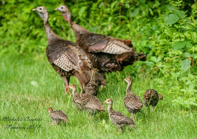 turkey_family-MicheleTitus