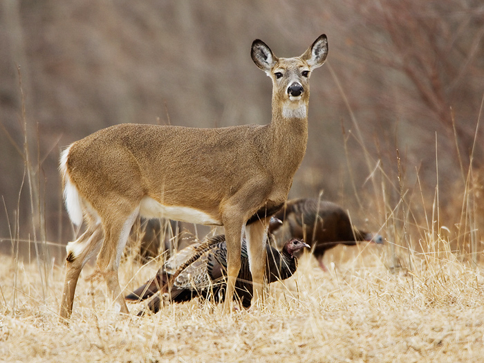 Fall Archery Deer