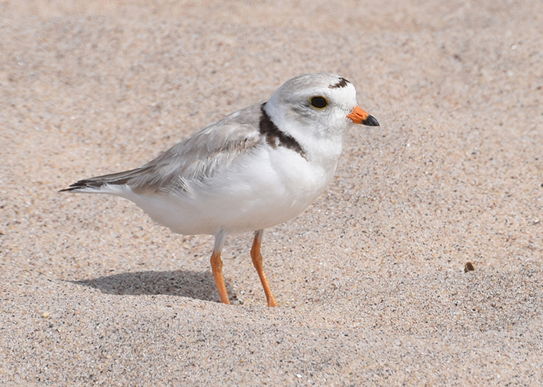 Piping Plover PB