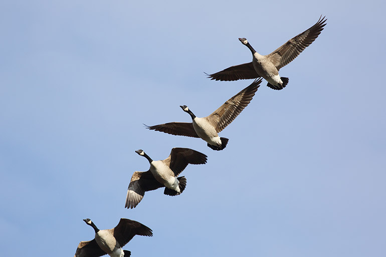 Canada Geese