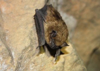 Big brown bat