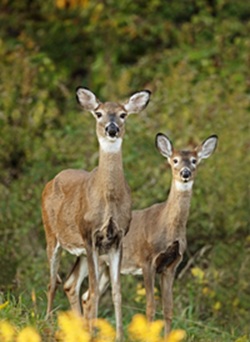 White tailed deer
