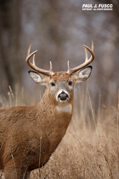 White-tailed deer