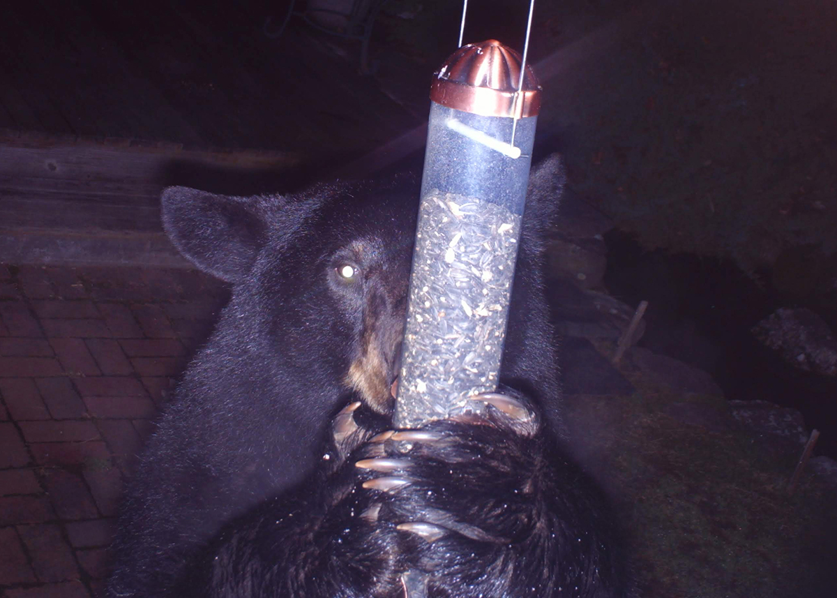Bear Feeder - Testerman