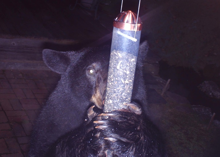 Bear Feeder - Testerman