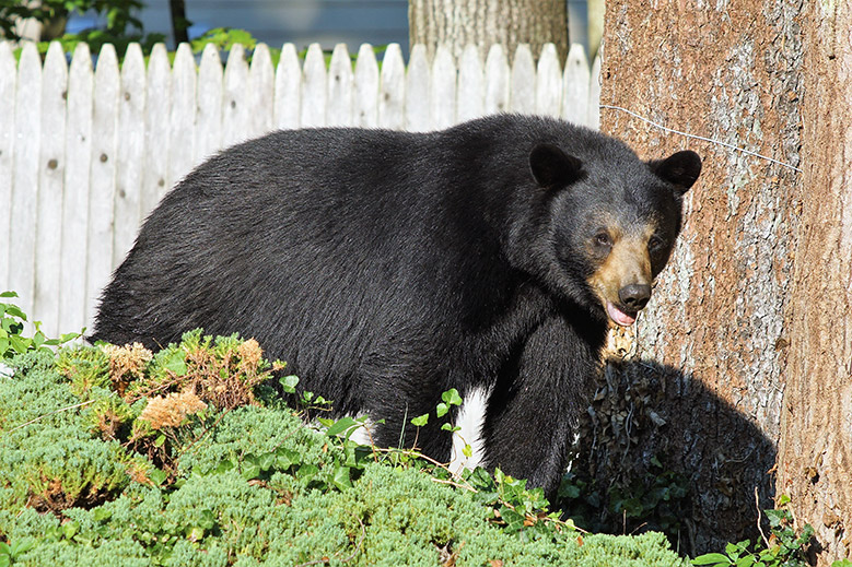 Black Bear in yard - Kyle Testerman - DEEP 