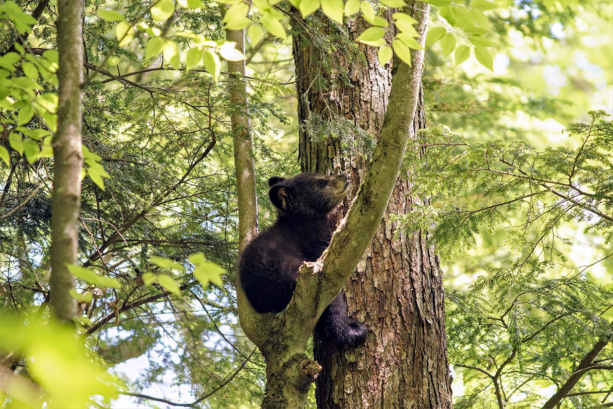 Black Bear Cub - Testerman