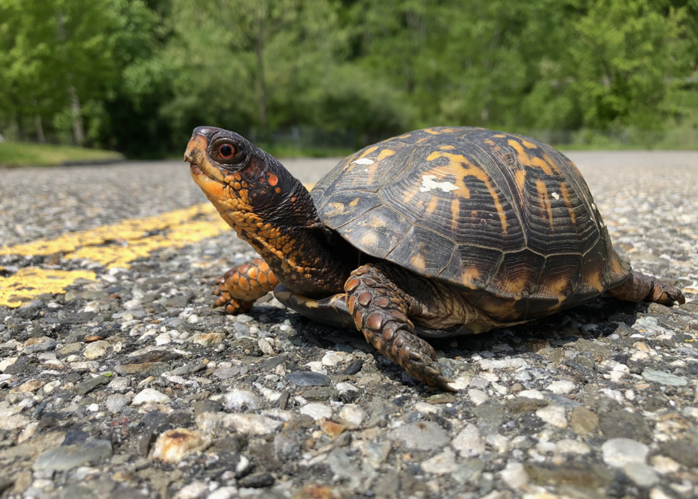 Eastern Box Turtle Photo credit: Paul Benjunas/DEEP Wildlife Division