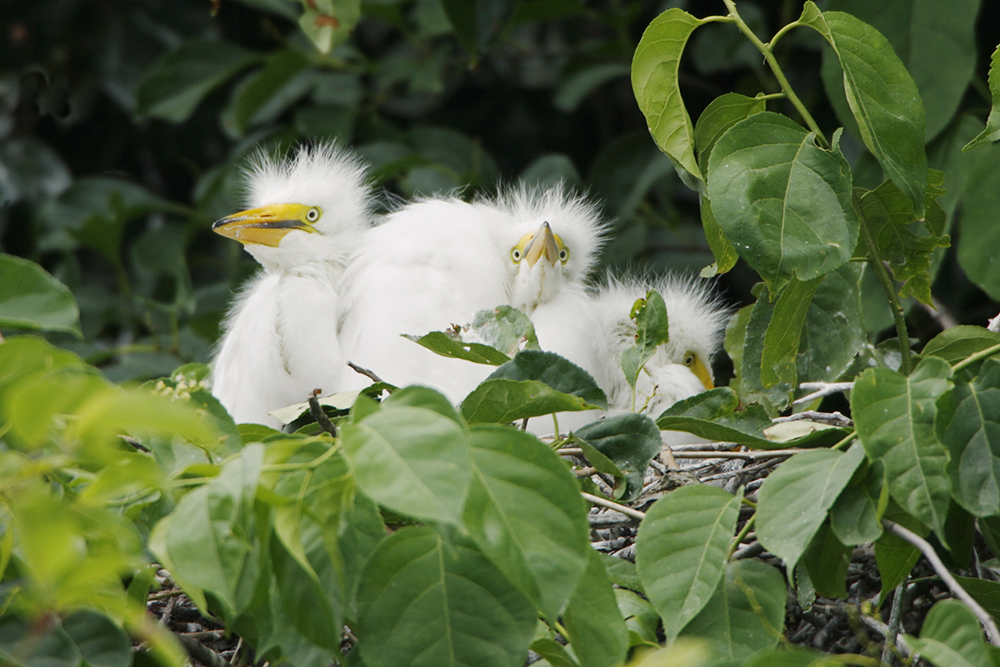 Great Egret - Paul J. Fusco/DEEP