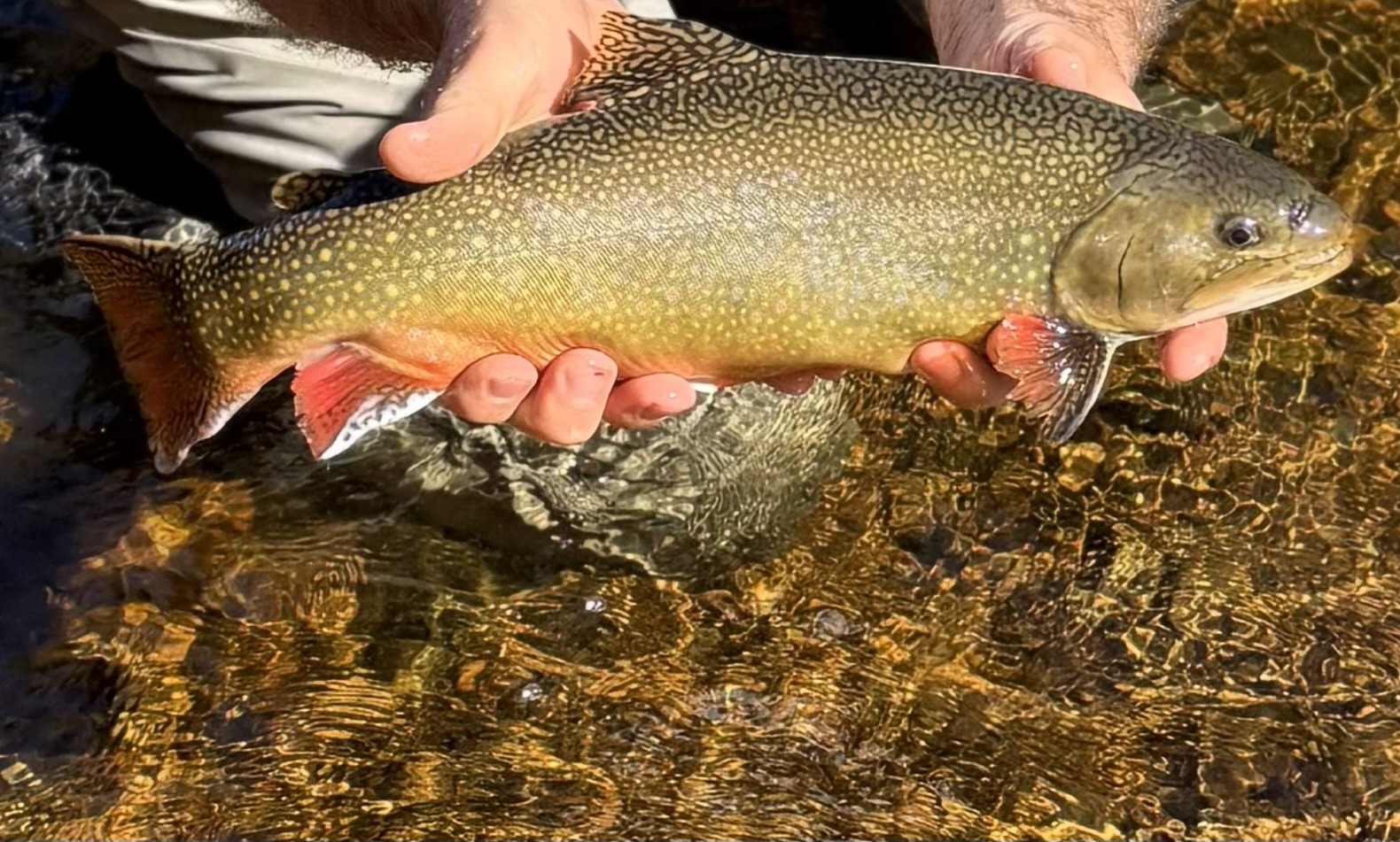 Brook trout
