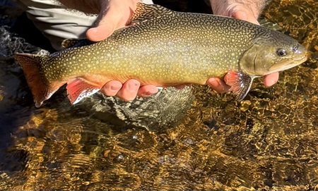 Brook trout