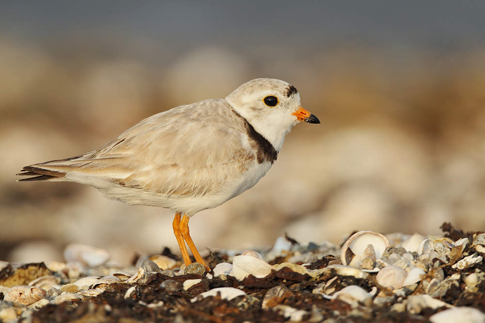 Piping Plover - Paul Benjunas/CT DEEP