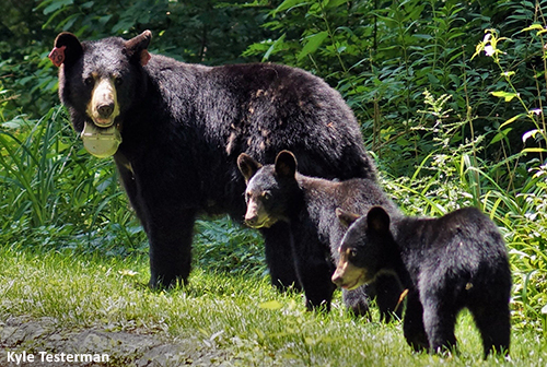 Female black bear with two cubs.