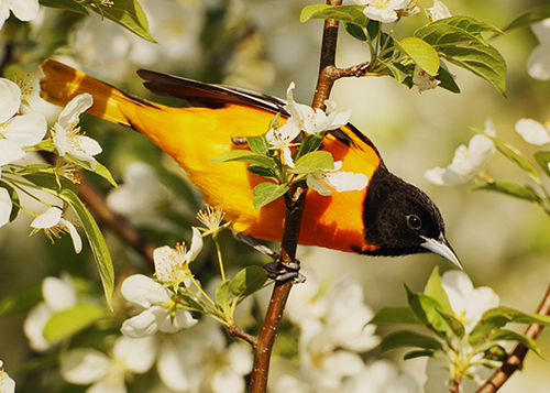 Baltimore Oriole