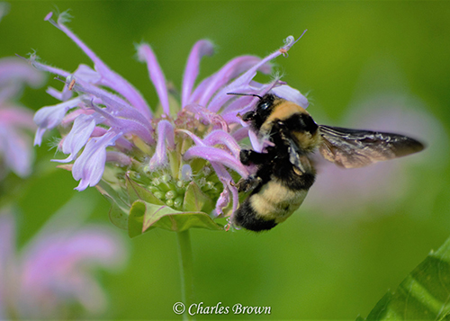 Black and Gold Bumble Bee