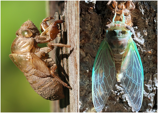 Abandoned cicada exoskeleton (left) and adult Dog-day Cicada (right)