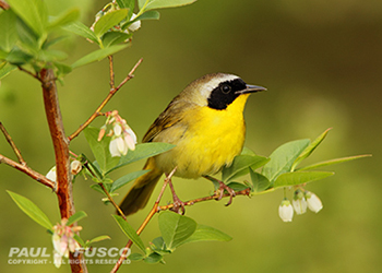 Common Yellowthroat
