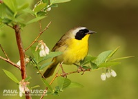 Common Yellowthroat