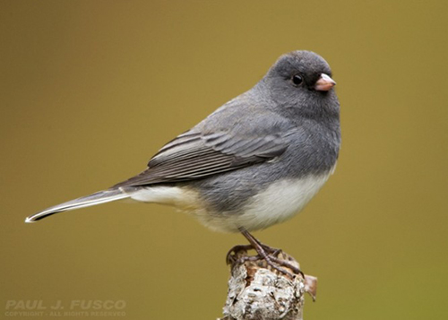 Dark-eyed Junco
